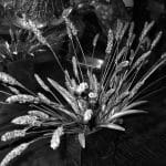 JOAILLERIE