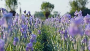Dans les champs de CHANEL Iris Esprit de Gabrielle espritdegabrielle.com