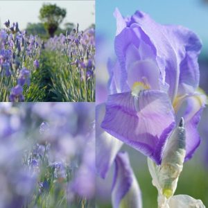 Dans les champs de CHANEL Iris Esprit de Gabrielle espritdegabrielle.com