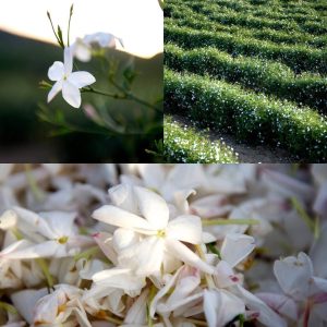 Dans les champs de CHANEL jasmin Esprit de Gabrielle espritdegabrielle.com