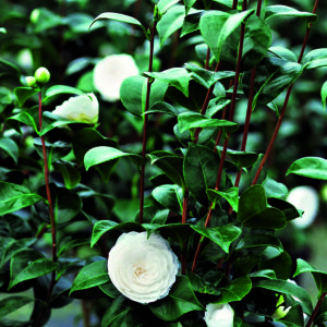 CHANEL Camellia japonica Dans les serres de CHANEL Esprit de Gabrielle espritdegabrielle.com