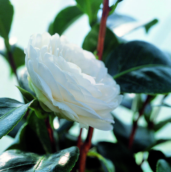 CHANEL Camellia japonica Dans les serres de CHANEL Esprit de Gabrielle espritdegabrielle.com