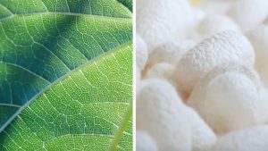 CHANEL Evolved By Nature Esprit de Gabrielle espritdegabrielle.com