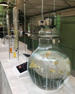 Dans les serres de CHANEL Camellia Alba Tuileries Esprit de Gabrielle espritdegabrielle.com