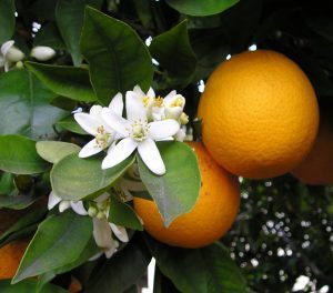 Orangers bigaradiers Vallauris CHANEL Esprit de Gabrielle espritdegabrielle.com