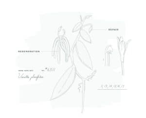 CHANEL BEYOND THE JAR VANILLA PLANIFOLIA Esprit de Gabrielle espritdegabrielle.com