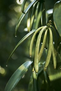 CHANEL BEYOND THE JAR VANILLA PLANIFOLIA Esprit de Gabrielle espritdegabrielle.com