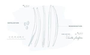 CHANEL BEYOND THE JAR VANILLA PLANIFOLIA Esprit de Gabrielle espritdegabrielle.com