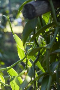 CHANEL BEYOND THE JAR VANILLA PLANIFOLIA Esprit de Gabrielle espritdegabrielle.com