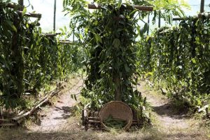 CHANEL BEYOND THE JAR VANILLA PLANIFOLIA Esprit de Gabrielle espritdegabrielle.com