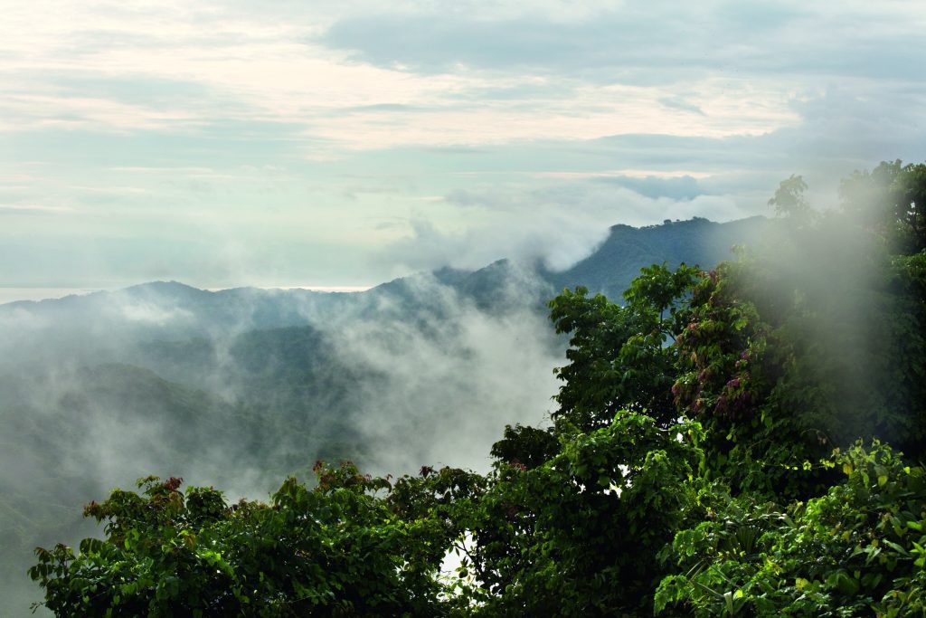 CHANEL : la beauté se cultive | Le café vert du Costa Rica - Esprit de  Gabrielle