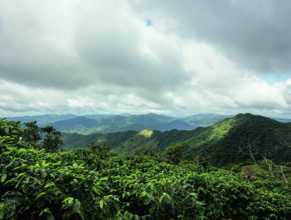 CHANEL : la beauté se cultive | Le café vert du Costa Rica - Esprit de  Gabrielle