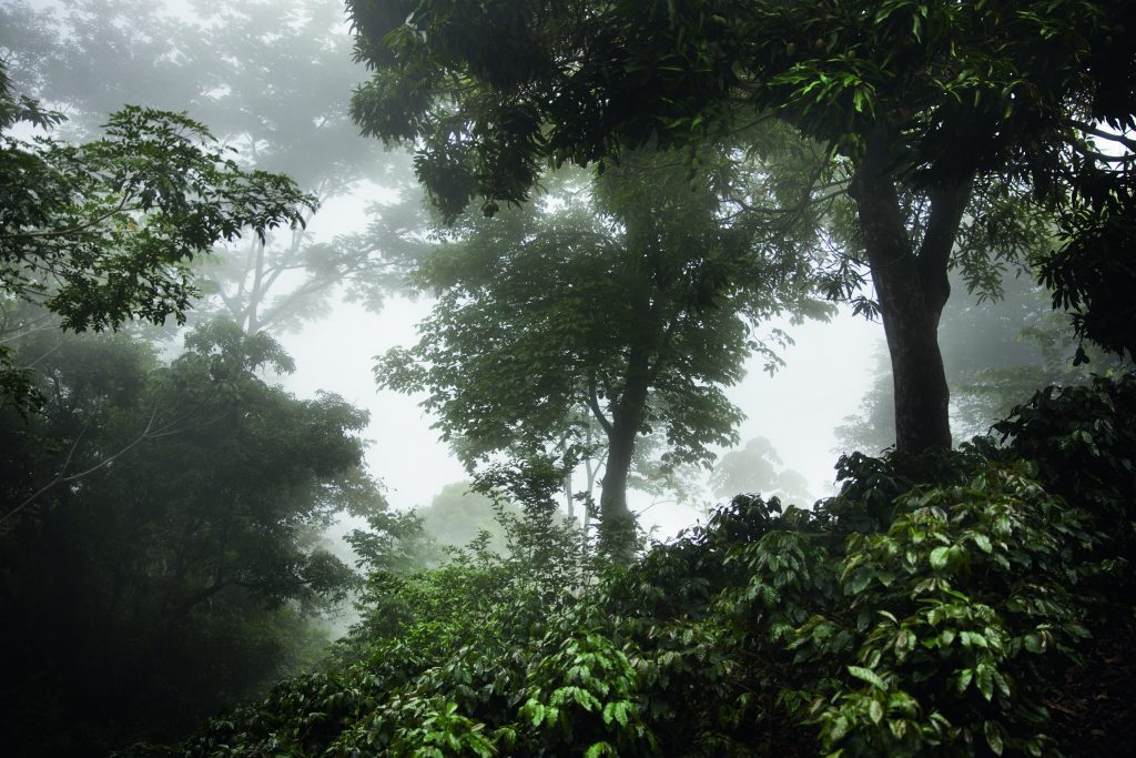 CHANEL : la beauté se cultive | Le café vert du Costa Rica - Esprit de  Gabrielle