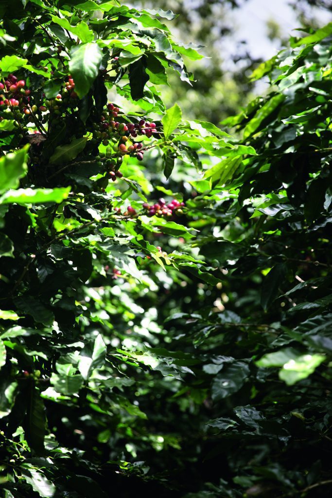 CHANEL : la beauté se cultive | Le café vert du Costa Rica - Esprit de  Gabrielle