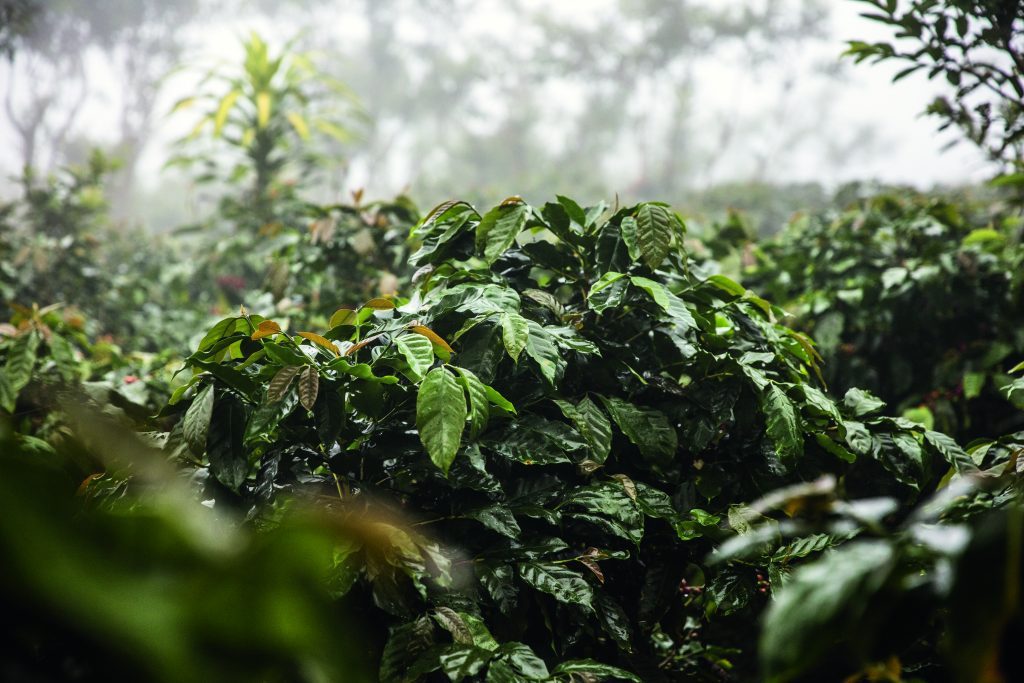 CHANEL : la beauté se cultive | Le café vert du Costa Rica - Esprit de  Gabrielle