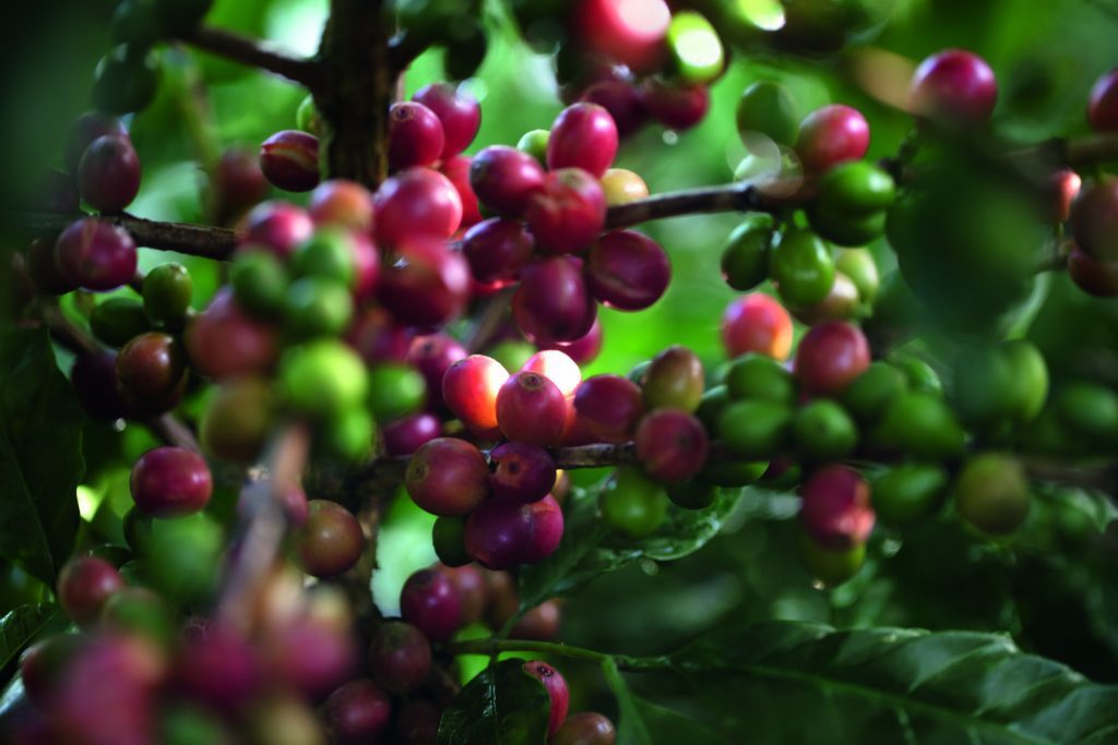 CHANEL : la beauté se cultive | Le café vert du Costa Rica - Esprit de  Gabrielle