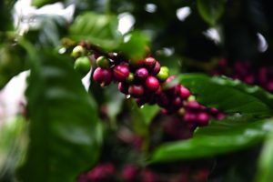 CHANEL La beauté se cultive Café vert_COSTA_RICA Esprit de Gabrielle espritdegabrielle.com