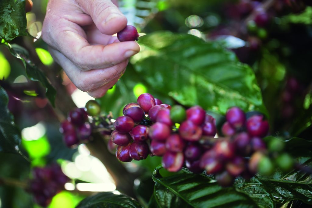 CHANEL : la beauté se cultive | Le café vert du Costa Rica - Esprit de  Gabrielle