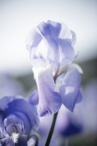 Dans les champs de Chanel Iris pallida Esprit de Gabrielle espritdegabrielle.com