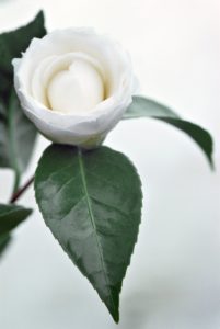 CHANEL BEYOND THE JAR Camellia japonica Esprit de Gabrielle espritdegabrielle.com