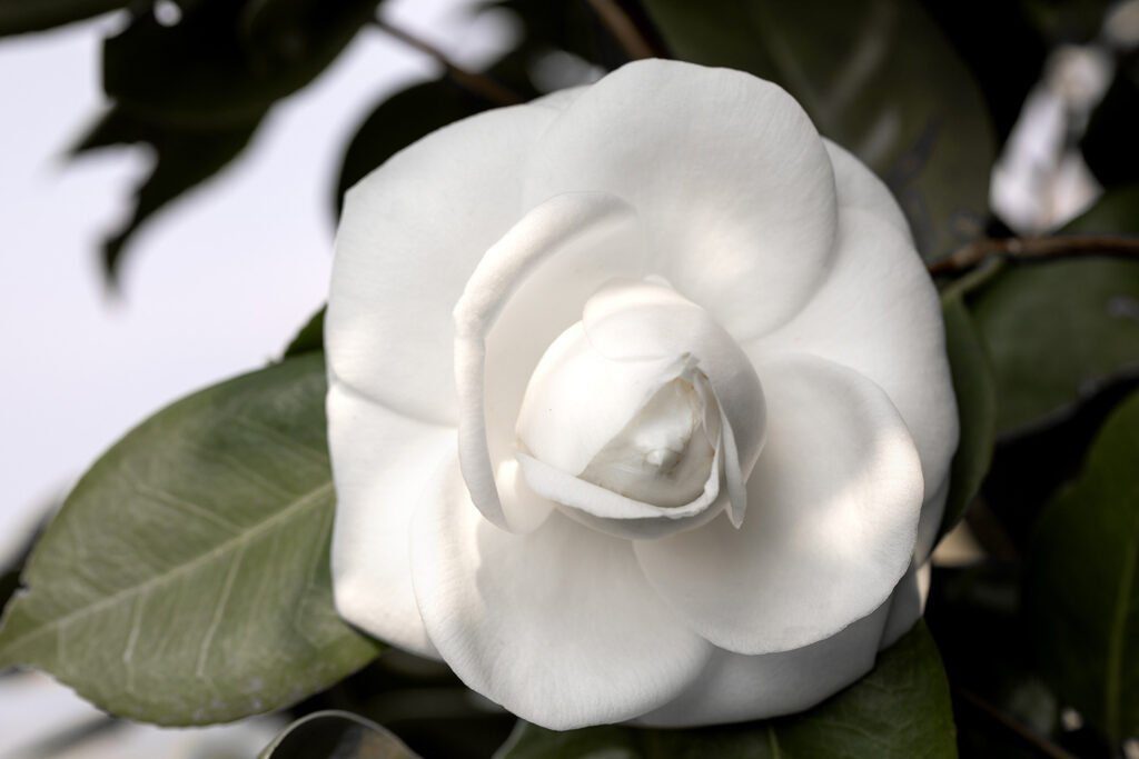 CHANEL CAMELLIA JAPONICA ALBA PLENA GAUJACQ Esprit de Gabrielle espritdegabrielle.com