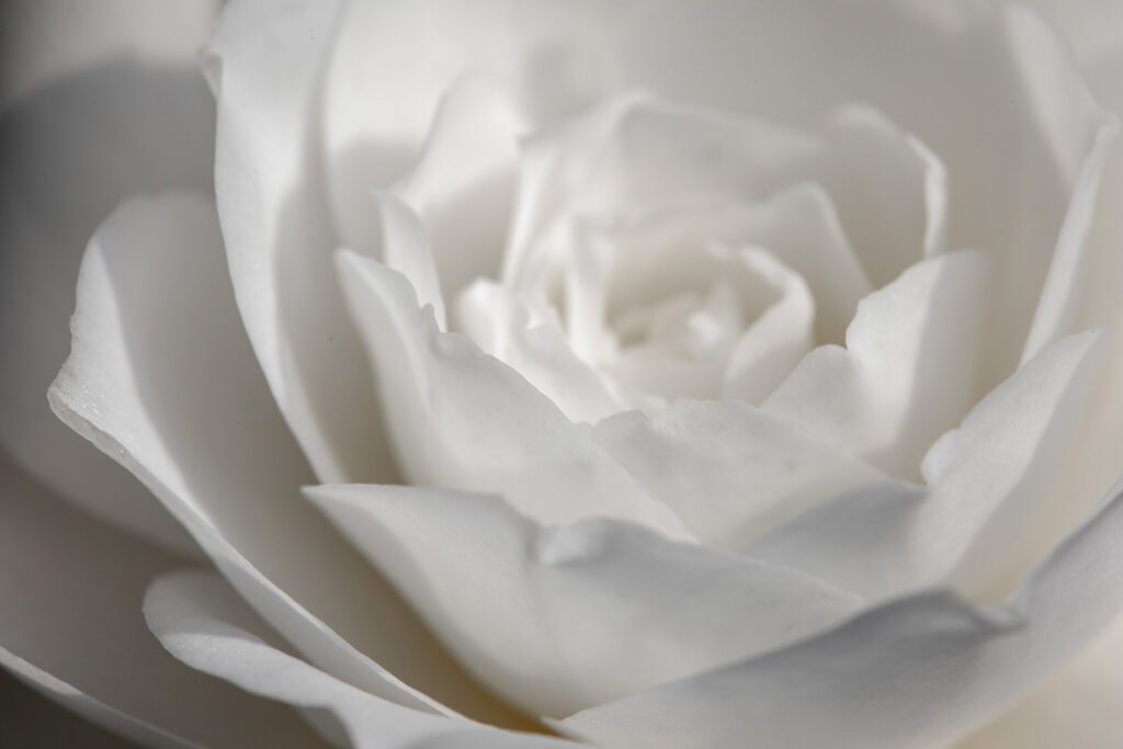 CHANEL CAMELLIA JAPONICA ALBA PLENA GAUJACQ Esprit de Gabrielle espritdegabrielle.com