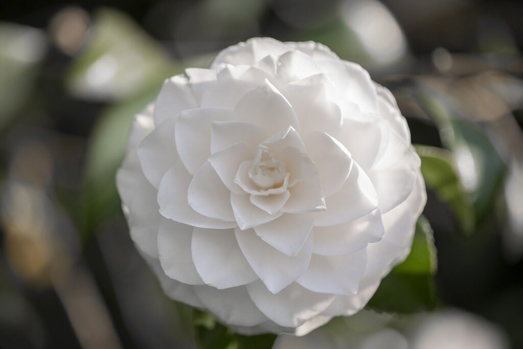 CHANEL CAMELLIA JAPONICA ALBA PLENA GAUJACQ Esprit de Gabrielle espritdegabrielle.com