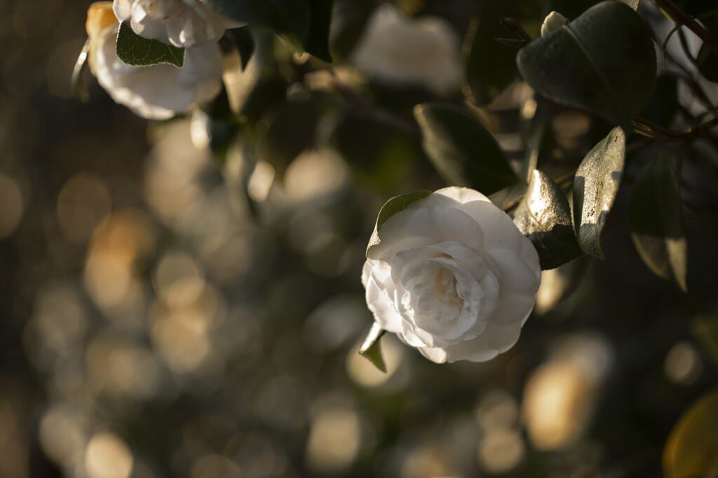 CHANEL CAMELLIA JAPONICA ALBA PLENA GAUJACQ Esprit de Gabrielle espritdegabrielle.com