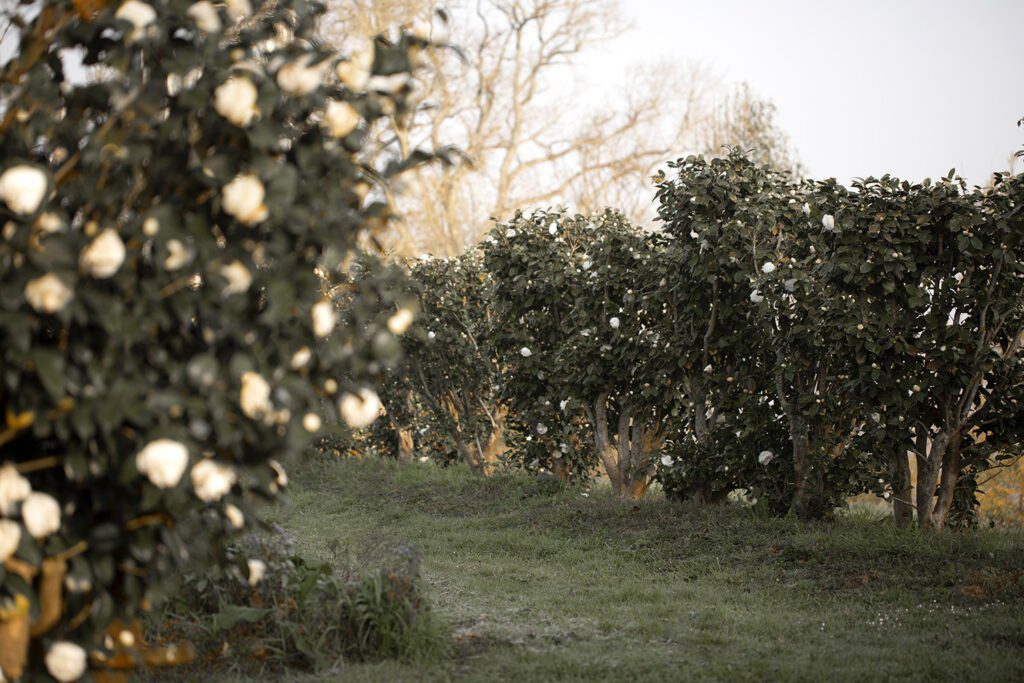 CHANEL CAMELLIA JAPONICA ALBA PLENA GAUJACQ Esprit de Gabrielle espritdegabrielle.com