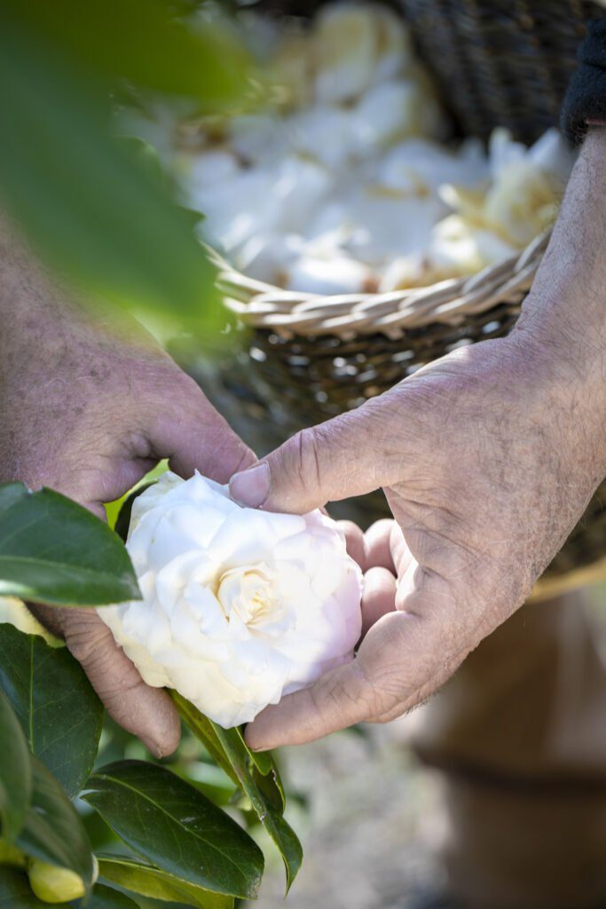 CHANEL CAMELLIA JAPONICA ALBA PLENA GAUJACQ Esprit de Gabrielle espritdegabrielle.com