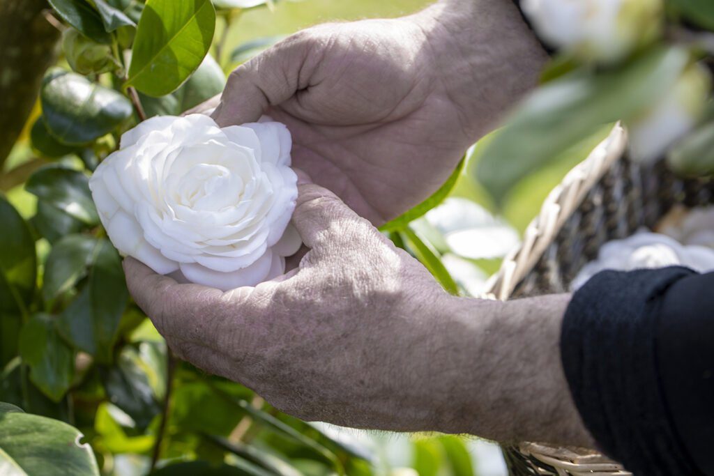 CHANEL CAMELLIA JAPONICA ALBA PLENA GAUJACQ Esprit de Gabrielle espritdegabrielle.com