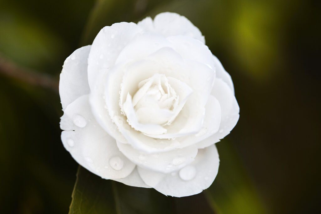 CHANEL CAMELLIA JAPONICA ALBA PLENA GAUJACQ Esprit de Gabrielle espritdegabrielle.com