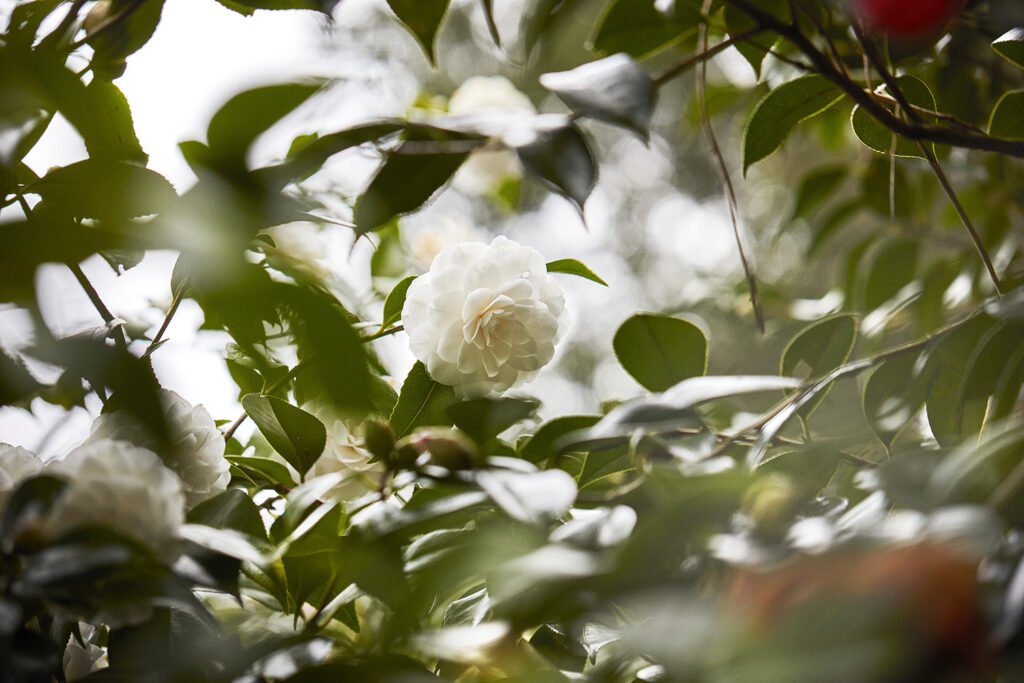 CHANEL CAMELLIA JAPONICA ALBA PLENA GAUJACQ Esprit de Gabrielle espritdegabrielle.com