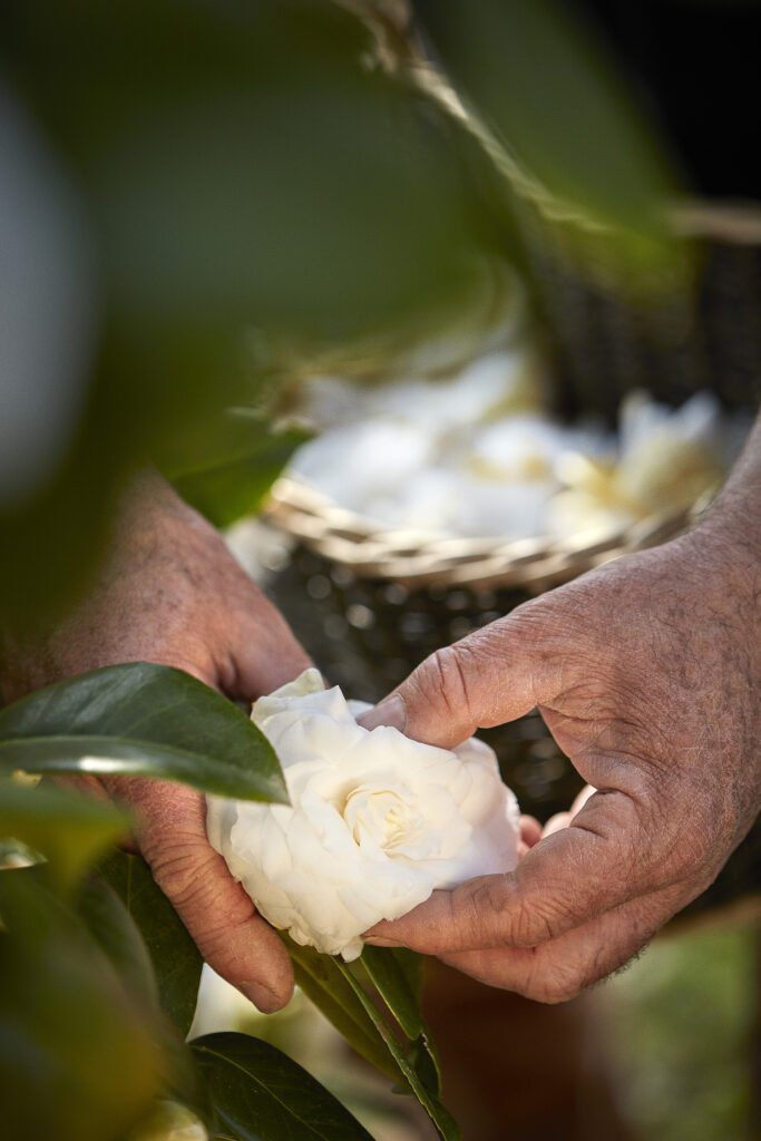 CHANEL CAMELLIA JAPONICA ALBA PLENA 10