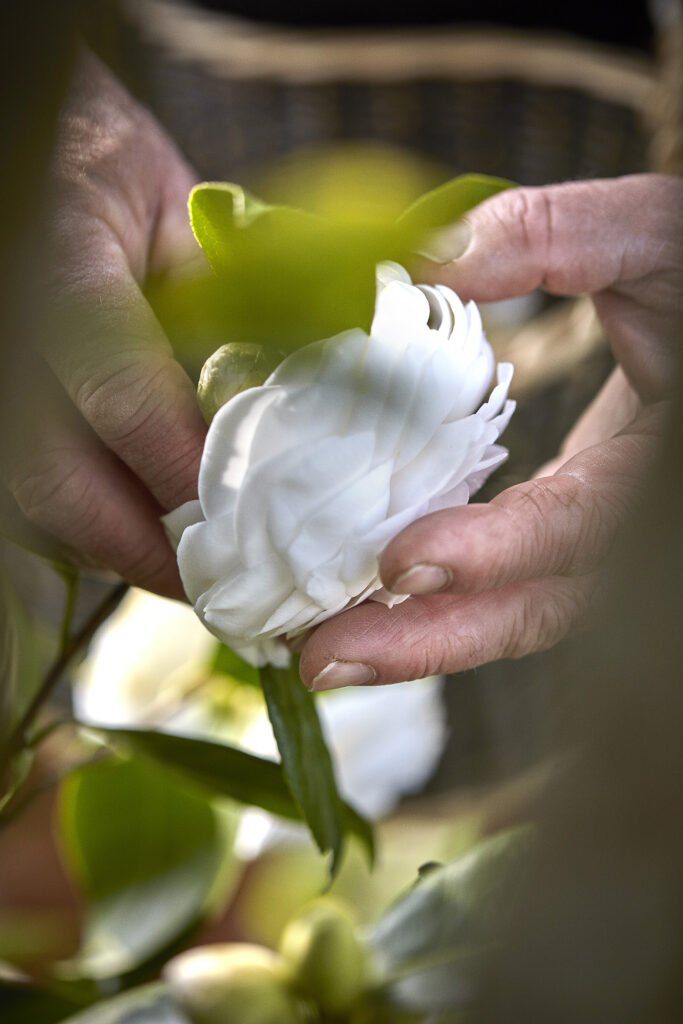 CHANEL CAMELLIA JAPONICA ALBA PLENA 11