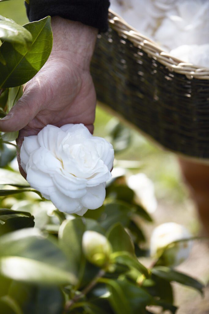 CHANEL CAMELLIA JAPONICA ALBA PLENA 13