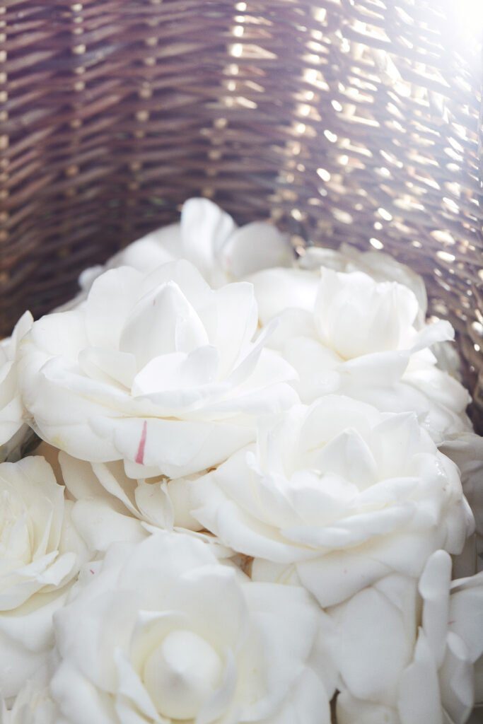 CHANEL CAMELLIA JAPONICA ALBA PLENA 16