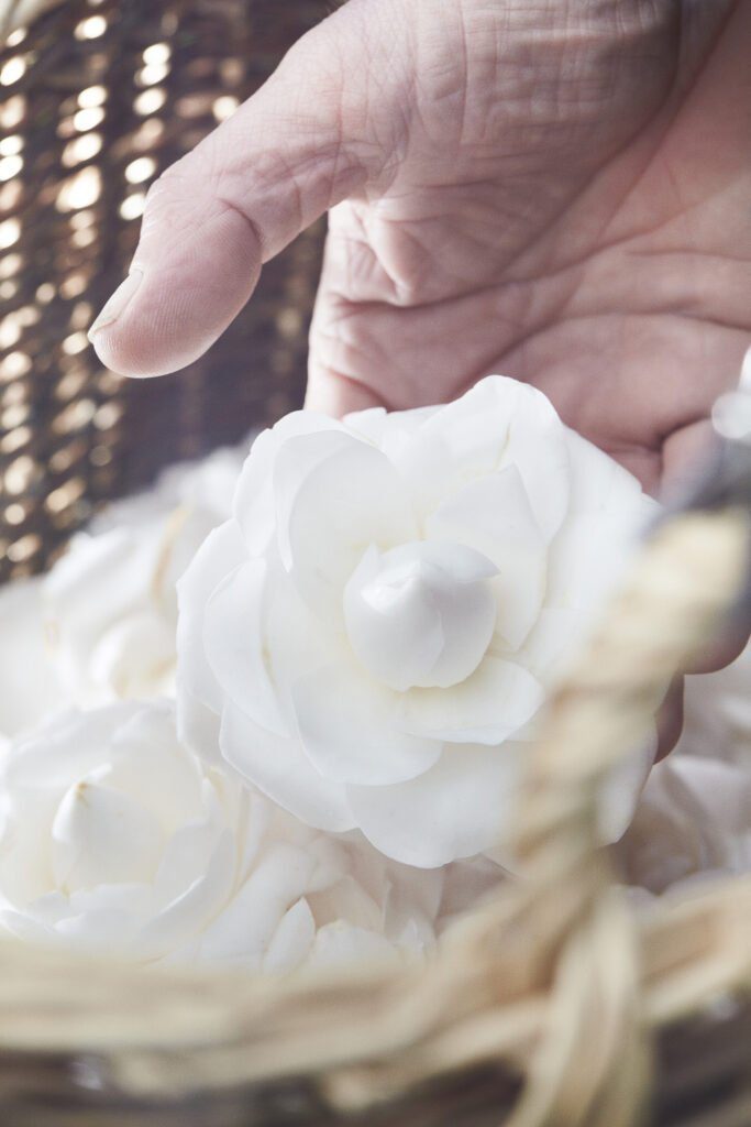 CHANEL CAMELLIA JAPONICA ALBA PLENA 17