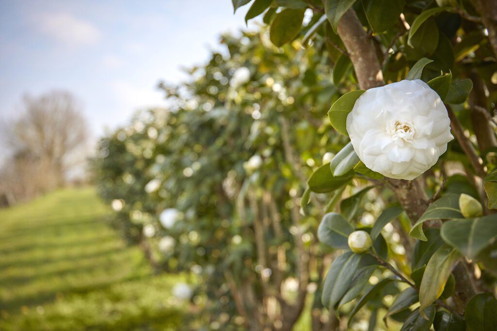 CHANEL CAMELLIA JAPONICA ALBA PLENA 19