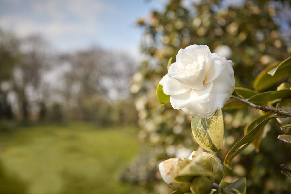 CHANEL CAMELLIA JAPONICA ALBA PLENA 20