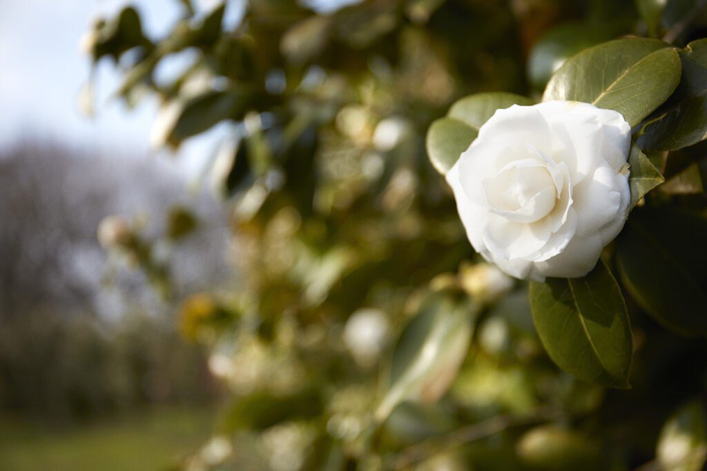 CHANEL CAMELLIA JAPONICA ALBA PLENA 21