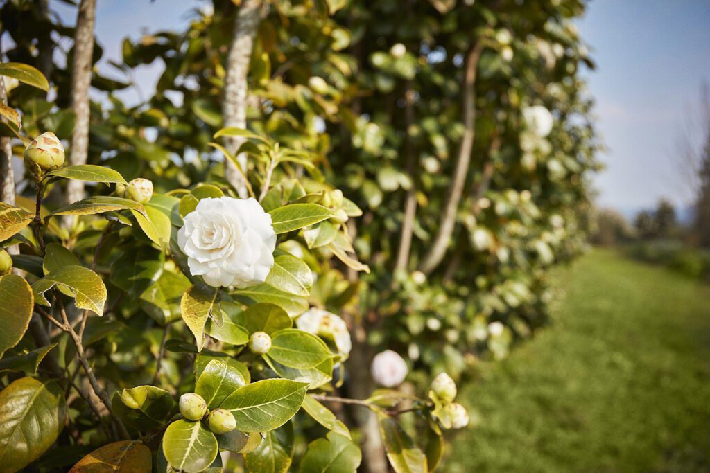 CHANEL CAMELLIA JAPONICA ALBA PLENA 22