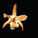 JOAILLERIE