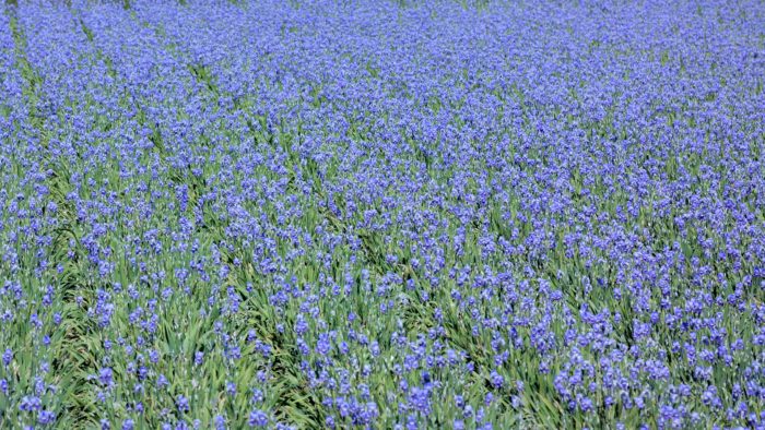 champs d'iris à Pégomas