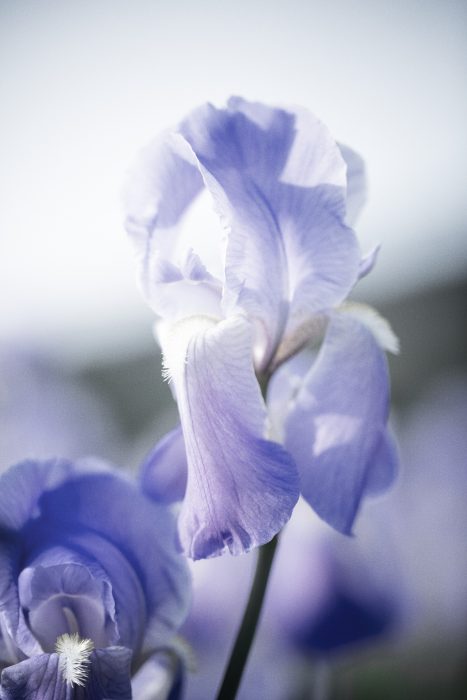 L'Iris pallida cultivé en exclusivité pour CHANEL à Pégomas