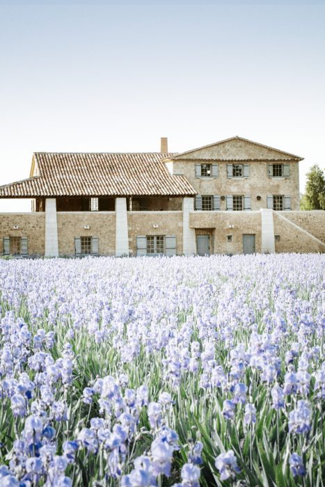 Champs d'Iris Pallida appartenant à la Famille Mul à Pégomas pour Chanel